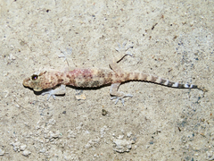 Hemidactylus turcicus