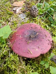 Russula badia