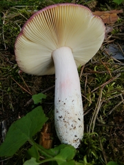 Russula badia