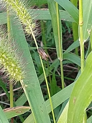 Limnia conica