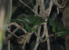 Dermatobotrys saundersii