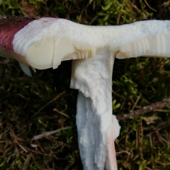 Russula badia