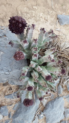 Desmidorchis arabica