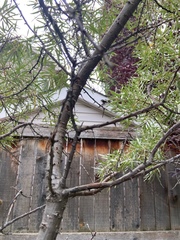 Hippophae rhamnoides