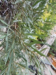 Hippophae rhamnoides