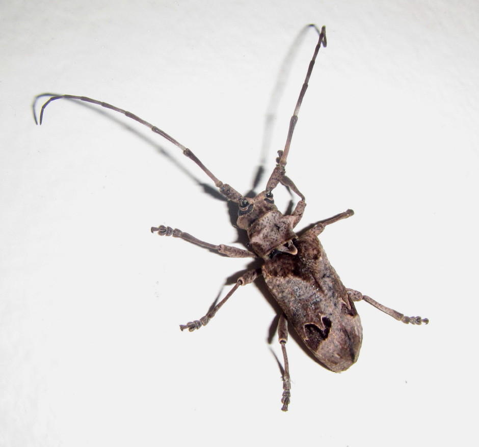 Opepharus