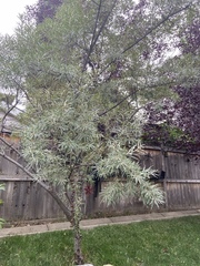 Hippophae rhamnoides