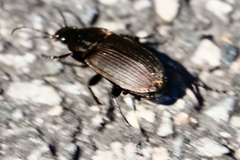 Chlaenius tomentosus