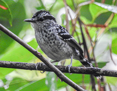 Scaled Antbird photo 2
