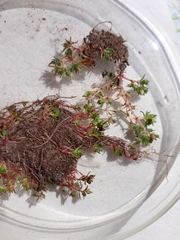 Crassula mataikona