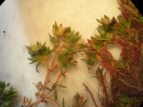 Crassula mataikona