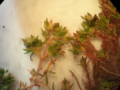 Crassula mataikona