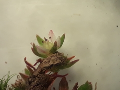 Crassula mataikona