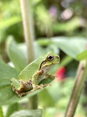 Hyla japonica