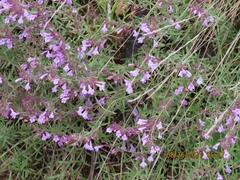 Hedeoma hyssopifolia