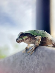Hyla japonica