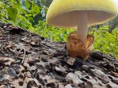 Volvariella bombycina flaviceps
