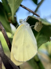 Pieris rapae
