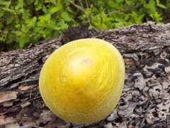 Volvariella bombycina flaviceps