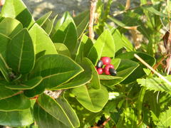 Apodytes abbottii