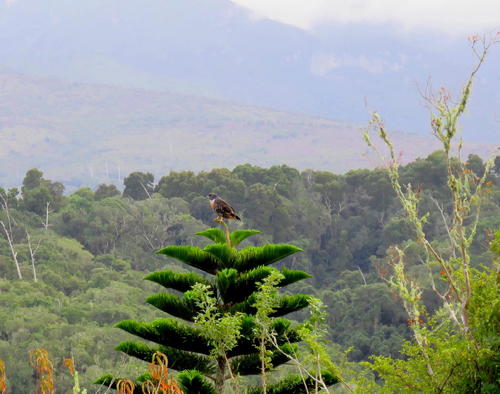 Buteo rufofuscus