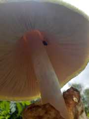 Volvariella bombycina flaviceps