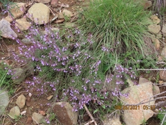 Hedeoma hyssopifolia
