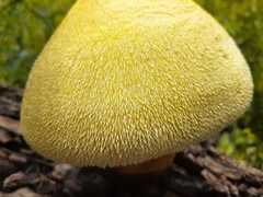 Volvariella bombycina flaviceps