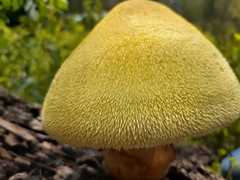 Volvariella bombycina flaviceps