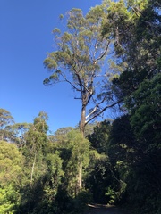 Eucalyptus quadrangulata