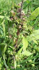 Pedicularis lanceolata