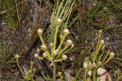 Leucadendron sorocephalodes