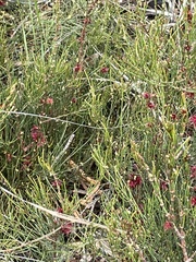 Allocasuarina paradoxa