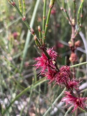Allocasuarina paradoxa