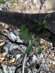 Alectryon subdentatus