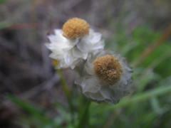 Helichrysum chionosphaerum