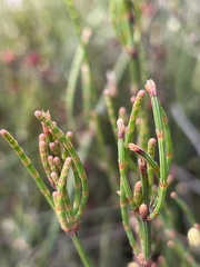 Allocasuarina paradoxa
