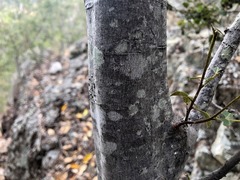 Alectryon subdentatus