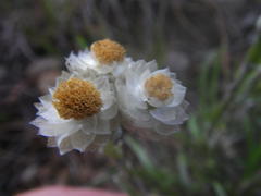 Helichrysum chionosphaerum