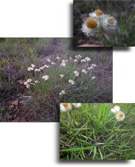 Helichrysum chionosphaerum