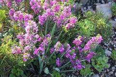 Indigofera sulcata