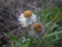 Helichrysum chionosphaerum