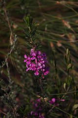 Indigofera sulcata