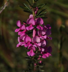 Indigofera sulcata