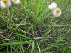 Helichrysum chionosphaerum