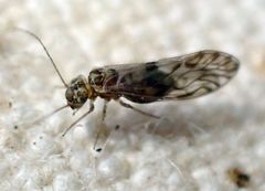 Philotarsus californicus