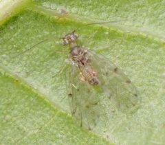 Ectopsocus californicus