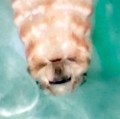 Ectopsocus californicus