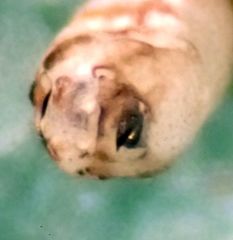 Ectopsocus californicus