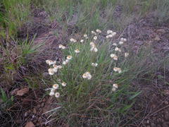 Helichrysum chionosphaerum